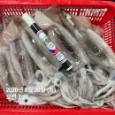 제철 수산물 추천드립니다! 활 참소라/생물오징어/30미덕자병어 파냄합니다 이미지