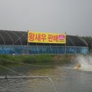 금마왕새우