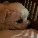 은별농장 이미지