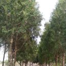 석화꽃무지풀무지유치원 이미지