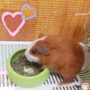 하로