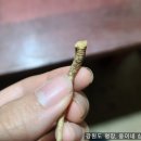 웅이네