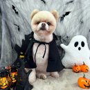 까까 멍 이미지