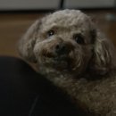 최재호 한방동물병원 이미지