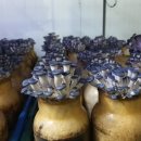 영상농장2 이미지