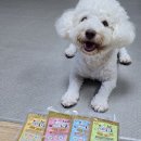 홍천개아빠