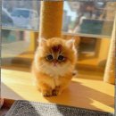 캣스토리 고양이분양 일산본점 이미지