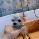 그루머공간 이미지