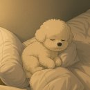 주아펫 | 25년 4월 경주