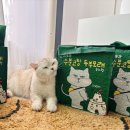 반려곳간 극세입자 두부모래 사용기
