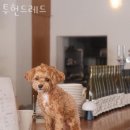 투헌드레드 이미지