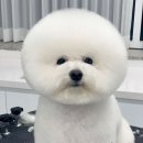 루리힐 네이버블로그