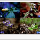 큰꽃지천 이미지