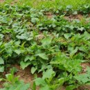 다래와 잣나무 이미지