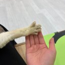 몽쉘 그루밍 네이버블로그