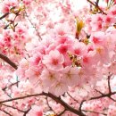 옥스포드어학원 이미지