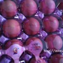 봉골농장 이미지