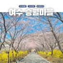 벚꽃마을경로당 | 여수 벚꽃명소 여수승월마을 2026 벚꽃 실시간 개화 아이랑 가기 좋은 곳 3월말 후기