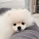 츄츄독 푸들이야기 부산 강아지분양 이미지