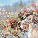 펫 포포즈 이미지