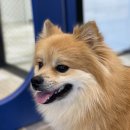 스퀘어독스 롯데남악점 이미지