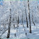 [블랙야크100대2024년 3월 2일 토요일]횡성의 최고봉 태기산 & 마지막 눈꽃 산행 이미지