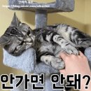 호기심 고양이 공작소 | [ 일상 ] 블챌 포토덤프 1주차