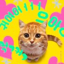 고양이집사 이미지