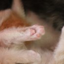 핑크젤리캐터리 이미지