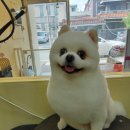 개 웃는날 이미지