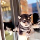 인천강아지분양 고양이분양 24시 데려가개 청라점 이미지