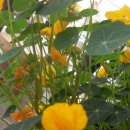 산정농원 이미지