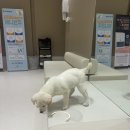 스타메디컬 | 고양이 건강검진, 스케일링 내돈내산 후기 [웰니스동물메디컬센터 운정]