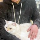 검은고양이 이미지