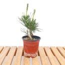 그린피아 이미지