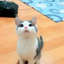 미묘 이미지