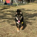 봄이 아빠의 댕댕이 간식 | 포항 무료 애견운동장 추천 북구 포항펫필드 후기