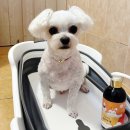 쁘띠하개 이미지