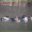 복이오리 이미지