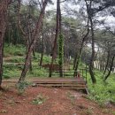 [오캠🏕️] 강원도 영월|잣나무숲|독립사이트|반려동물 동반|한반도 솔숲 쉼터 캠핑장