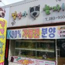 멍멍아 놀자 이미지