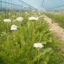 하얀민들레 이미지