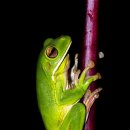 청개구리 이미지