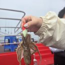 바다 | 인천배낚시 깔끔한 선박 인천 쭈꾸미 바다낚시 후기