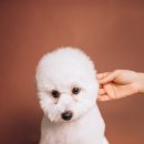 강아지봄 이미지