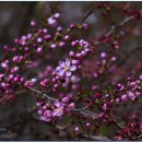 한국의 자원식물. 우리나라 원산의 산매자(山梅子), 이스라지[郁李仁] 이미지