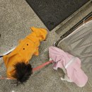 김포 풍무동 애견동반카페 보미네옥상