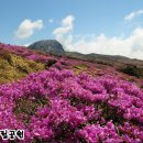 6월 정기 산행 공지:한라산(1950m)&올레길,제주관광(I) 이미지