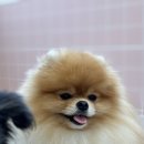 강서유치원 | 서울 강서구 애견미용실 추천 , 강서 애견유치원 퍼피파파 이용 후기 !!