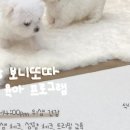 보니또따 이미지